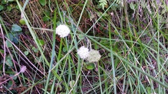 Hermas capitata