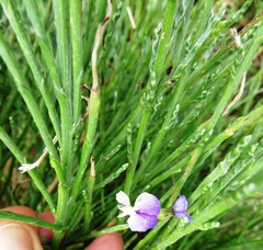 Psoralea pullata