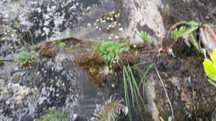 Hermas capitata