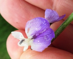 Psoralea pullata
