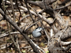 Polioptila albiloris