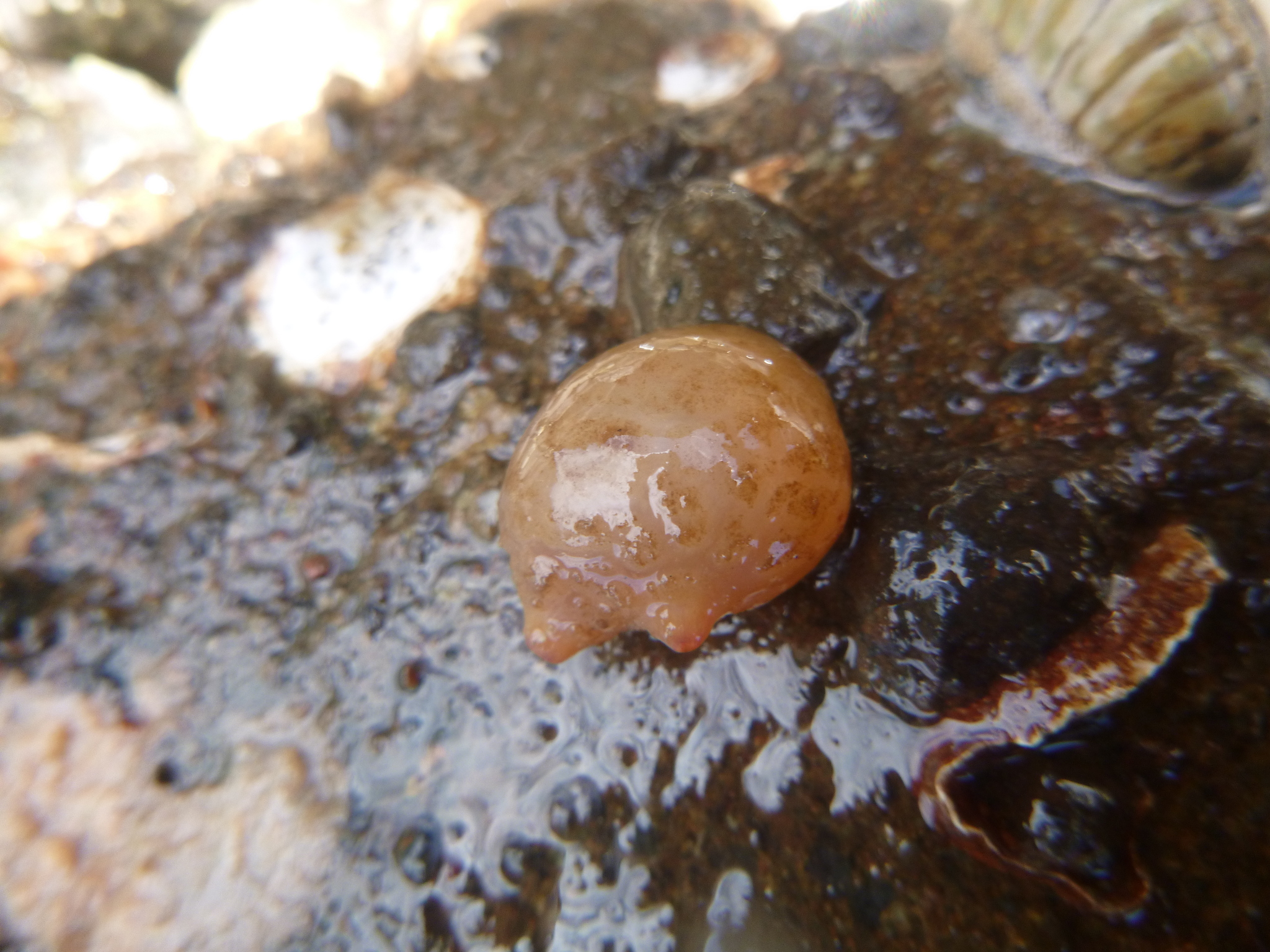Asterocarpa humilis (Heller, 1878)