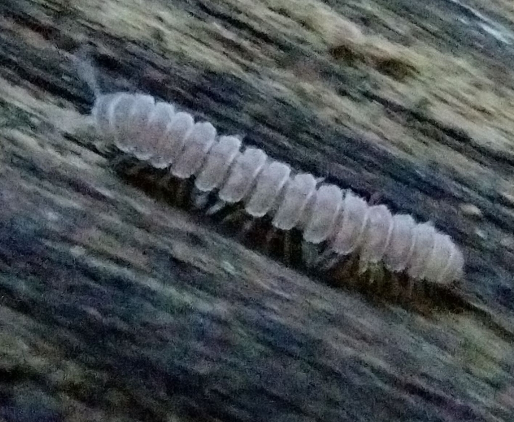 Scytonotus australis