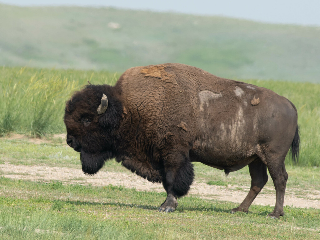 bison bison