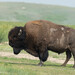 American Bison - Photo no rights reserved, uploaded by Kathlin Simpkins