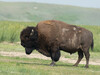 American Bison - Photo no rights reserved, uploaded by Kathlin Simpkins