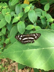 Phaedyma columella singa