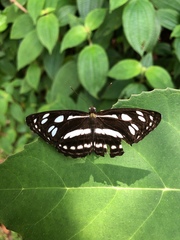 Phaedyma columella singa