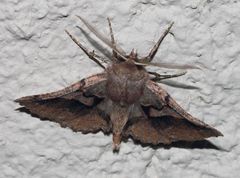 Drepanogynis sinuata