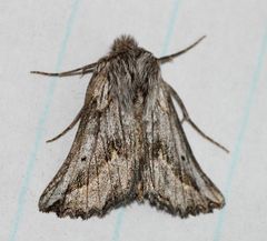 Drepanogynis niveata