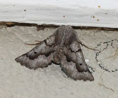 Drepanogynis figurata