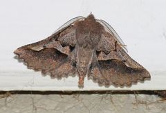 Drepanogynis sinuata