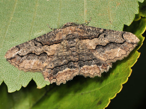 Brassy Waved Umber