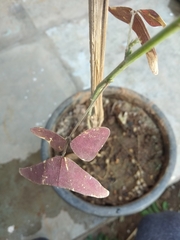 Christia vespertilionis