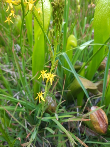 Image of Narthecium californicum by (c) Stella Fish, some rights reserved (CC BY)