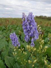 Aconitum nasutum