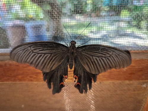 Spangle Swallowtail photo 3
