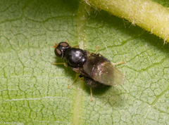 Pachygaster atra