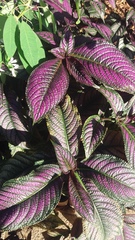 Strobilanthes auriculata dyeriana