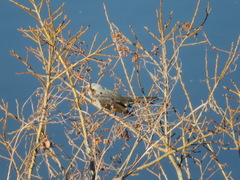 Hypsipetes amaurotis