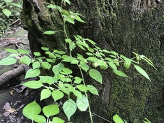 Physalis minimaculata