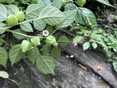 Physalis minimaculata