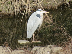 Ardea cinerea
