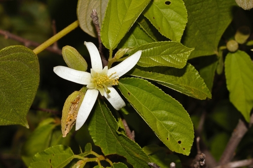 Greenpetal Raisin (Grewia stolzii)