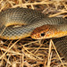 Caspian Whipsnake - Photo (c) Paolo Mazzei, some rights reserved (CC BY-NC), uploaded by Paolo Mazzei