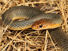 Caspian Whipsnake - Photo (c) Paolo Mazzei, some rights reserved (CC BY-NC), uploaded by Paolo Mazzei