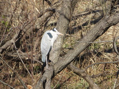 Ardea cinerea