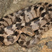 Cat Snake - Photo (c) Paolo Mazzei, some rights reserved (CC BY-NC), uploaded by Paolo Mazzei