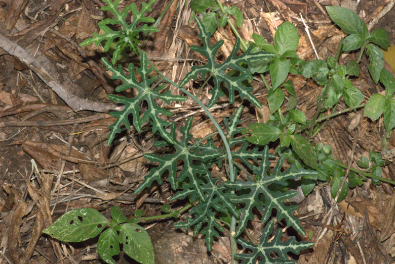 Adenia natalensis, Muden