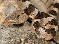 Cat Snake photo 3