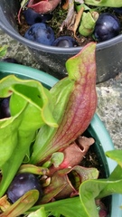Sarraceniaceae