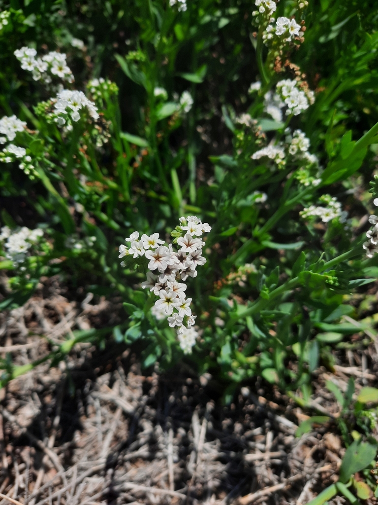 alkali heliotrope from Humboldt State Wildlife Management Area on June