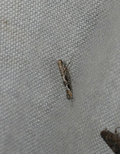 Acrocercops crucigera