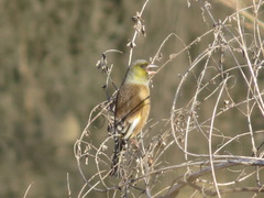 Chloris sinica
