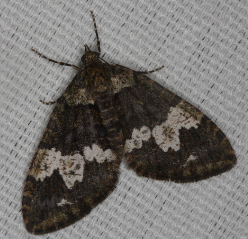 Hydriomena albifasciata photo 5