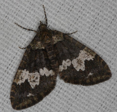 Hydriomena albifasciata