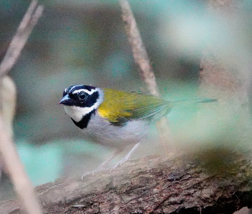 Pectoral Sparrow (Arremon taciturnus), photo 10
