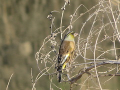 Chloris sinica