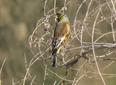 Chloris sinica