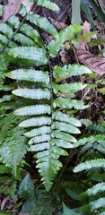 Microlepia marginata bipinnata
