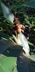 Alpinia uraiensis