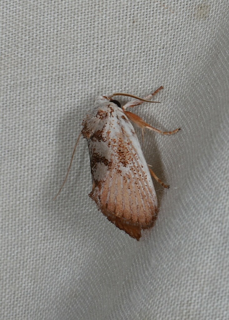 Stachyneura