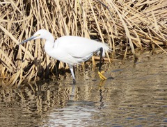Egretta garzetta