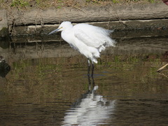 Egretta garzetta