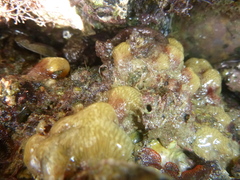 Pseudodistoma opacum
