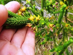 Erica brachialis